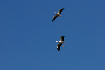 weißstorch, storch, vogel