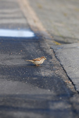 sperling, spatzen, vogel