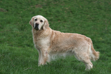 Racé ce Golden Retriever