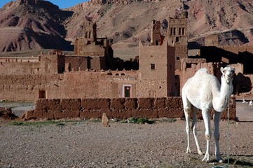 kasbah dromadaire blanc