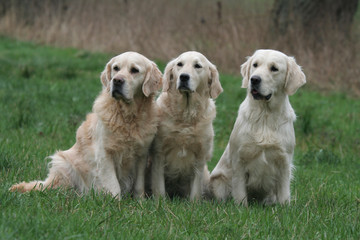 Groupe de trois Golden