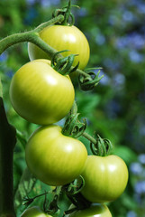 Green Tomatoes