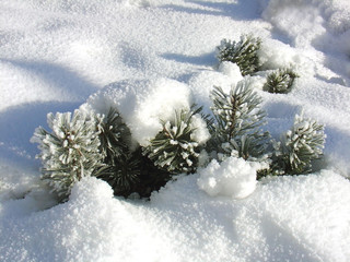 Fototapeta na wymiar Frosty day. Growing Christmas trees under the snow