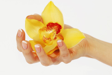 Beautiful hand holding yellow orchid