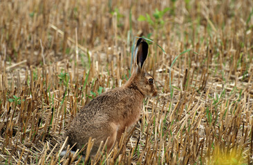 Hare