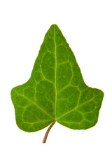 ivy leaf