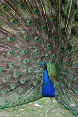 Obraz premium Indian Peacock
