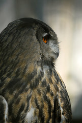 uhu, eule, vogel