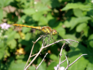 dragonfly