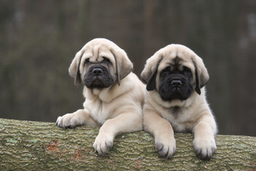 duo de chiots mastiff grimpés sur un tronc d'arbre