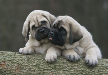 deux chiots mastiff se murmurant un secret dans l'oreille