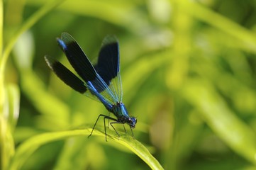 Gebaenderte Prachtlibelle