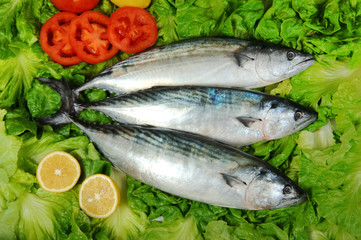 Pelamys sarda
