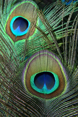 Peacock Feathers