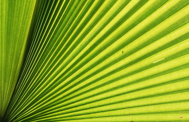 Obraz premium Leaves