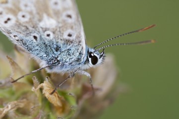 Rotkleebläuling Violet Copper Polyommatus semiargus