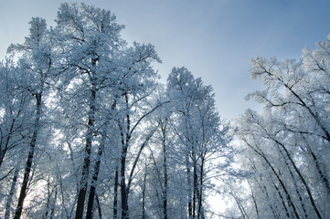 Trees mantled with rime frost and bushes in the morning
