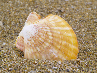 Pilgermuschel © Torsten Lorenz