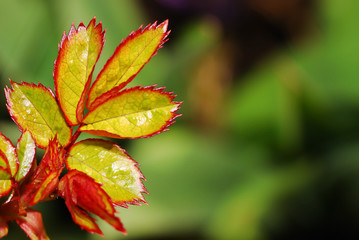 Young rose leaves