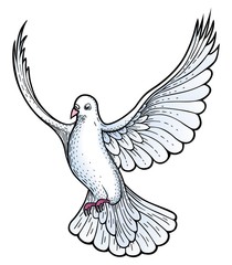 White dove