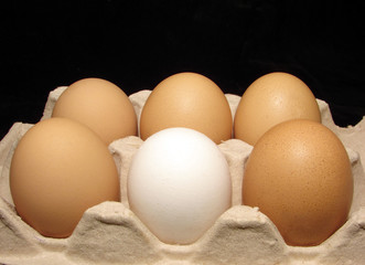 egg