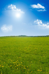 Fototapeta premium Field of dandelions on background of the sky