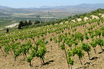 Fototapeta na wymiar vineyard in sicily rural area