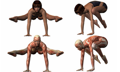 Muskelaufbau eines weiblichen Körpers beim Yoga