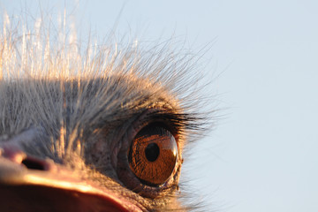 ostrich's eye