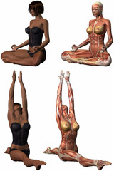 Muskelaufbau eines weiblichen Körpers beim Yoga