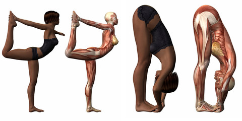 Muskelaufbau eines weiblichen Körpers beim Yoga