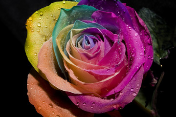 rosa sobre fondo negro