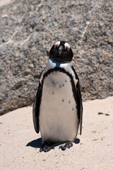 Jackass Penguin