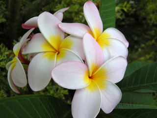 Frangipani