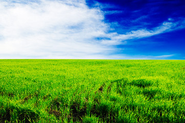 Obraz premium green meadow