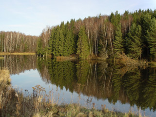 Obraz premium Forest reflects on smooth lake surface