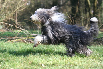 le bearded collie adulte en train de courrir
