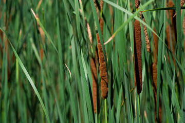 Obraz premium green cane