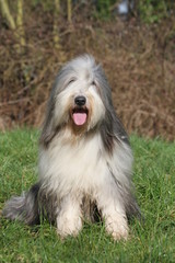 Naklejka na ściany i meble le bearded collie content d'être pris en photo