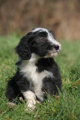 jeune bearded collie vu de profil au regard songeur