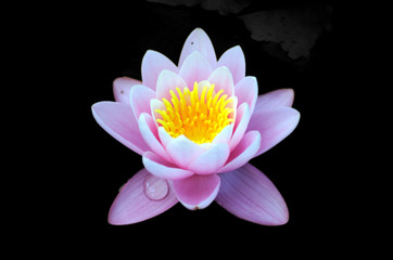Lotus Blume auf dem schwarzen Hintergrund