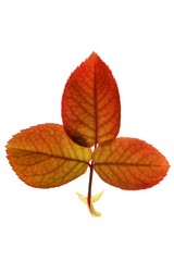 Autumn, fall leaves decorative still at studio white background