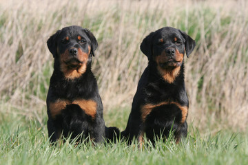 Deux jeunes Rottweiler sagements assis