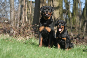Petite famille de Rottweiler