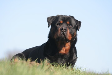 Rottweiler sagement couch&eacute; de face