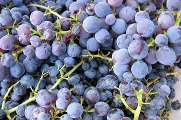 Clusters of blue grapes in a vineyard