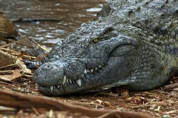 Krokodil Madagaskar 03