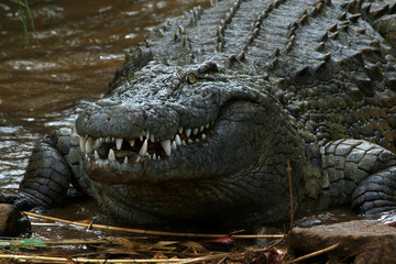 Krokodil Madagaskar 04