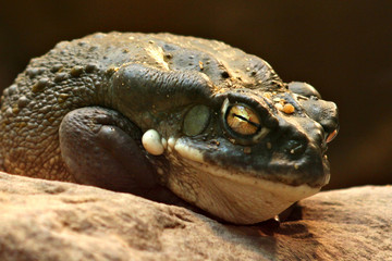 Kröte 01