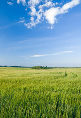 Fototapeta premium Green rye field and cloudscape